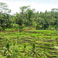 Rice Terrace